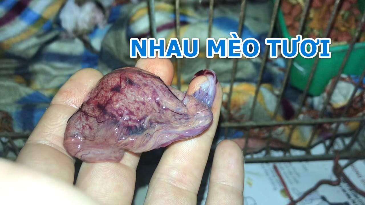 Hình ảnh nhau mèo tươi