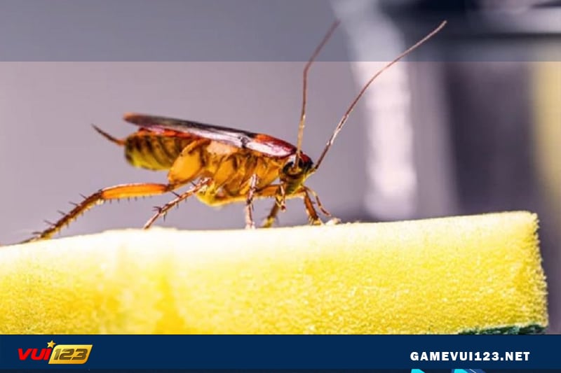 Mơ thấy gián nhỏ