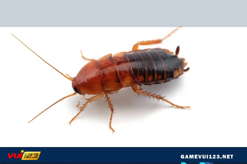 Mơ thấy gián đánh số mấy, tổng hợp bộ số khi mơ thấy gián 2023