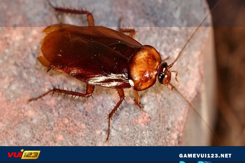 Mơ thấy gián đánh số mấy