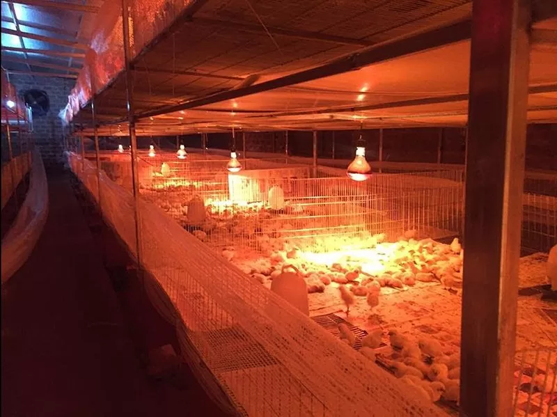 Thắp bóng sưởi cho gà chọi