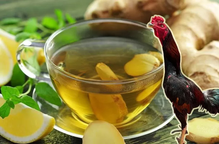 Cho gà uống nước gừng để làm gì?
