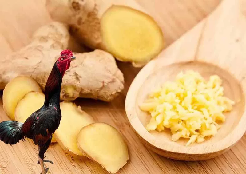 Nên cho gà uống nước gừng thường xuyên