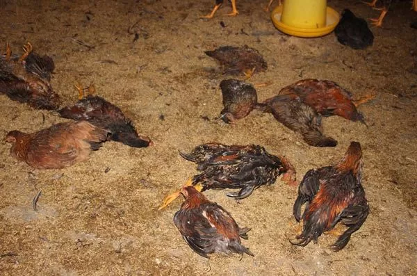 Không giữ ấm cho gà vào mùa đông thì khả năng chết cao