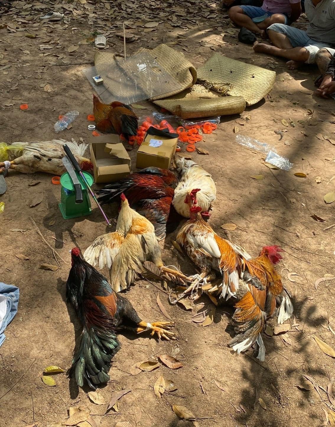 Chú ý cách chăm sóc gà trước khi ra trận như thế nào?