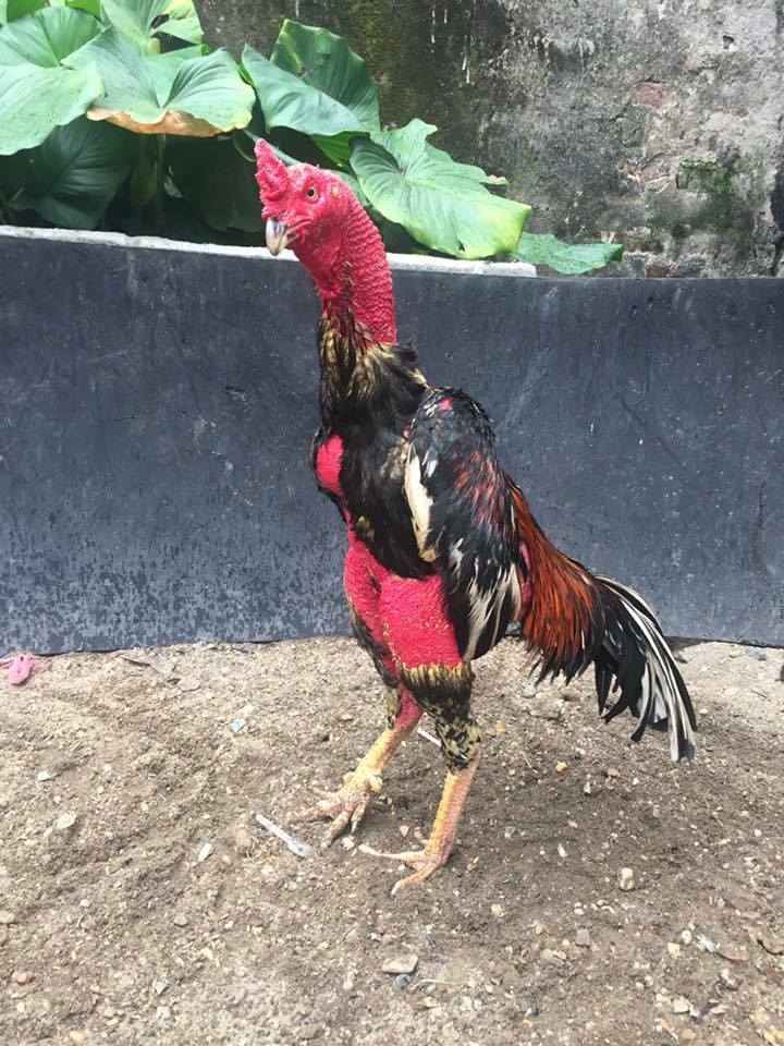 Chăm sóc gà trước khi ra trận thật sung mãn