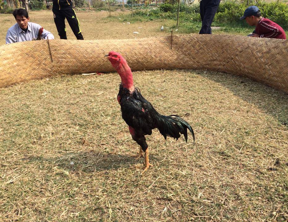 Cách chăm sóc gà trước khi ra trận