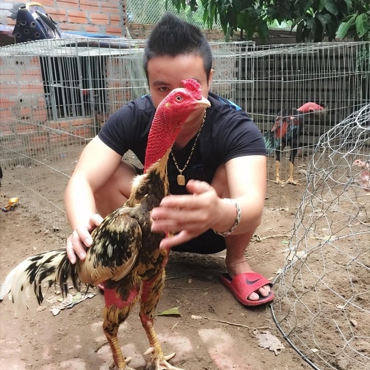 Chăm sóc gà trước khi ra trận như thế nào?