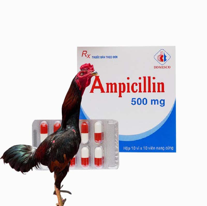 Cho Gà Uống Ampicillin cần thận trọng