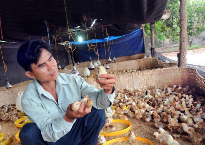 Hướng dẫn cách dùng thuốc Ampicillin cho gà