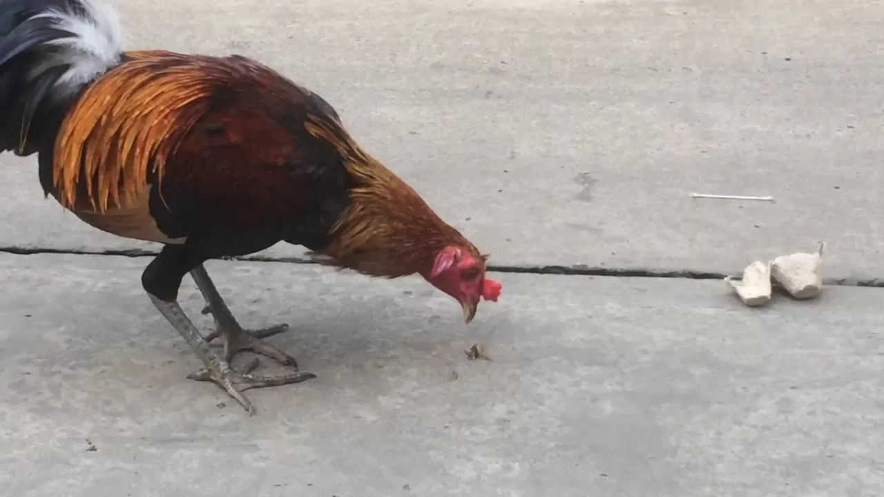 Gà Chọi Ăn Cát Nguyên Nhân Do Đâu?