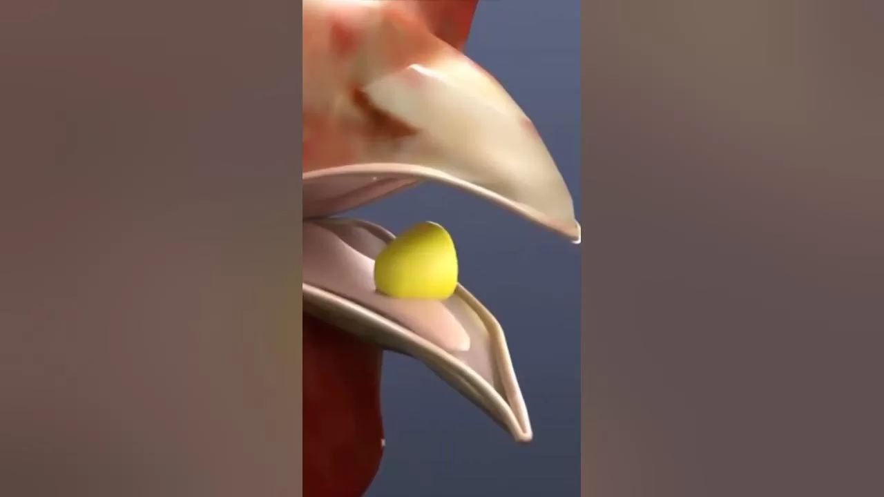 Cho gà ăn cát như thế nào là hợp lý ?