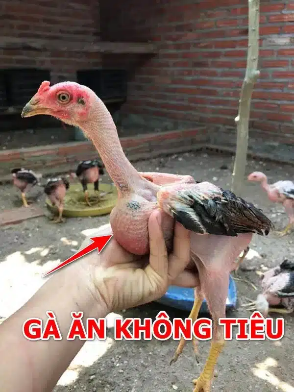 Nguyên nhân gà ăn không tiêu là gì?