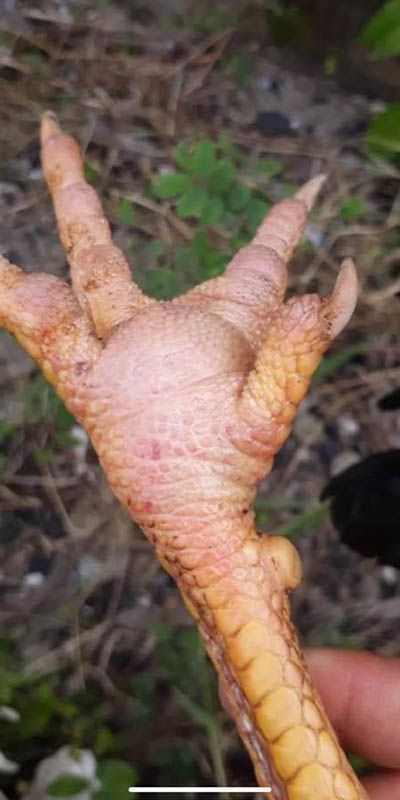 Phòng tránh gà bị sưng củ bàn khá quan trọng