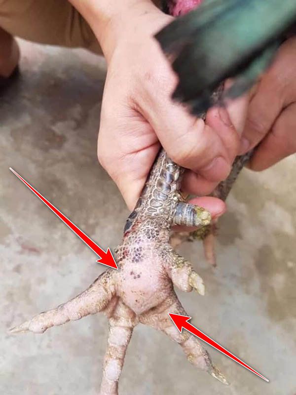 Gà chọi chân bị sưng củ bàn nguyên nhân do đâu?