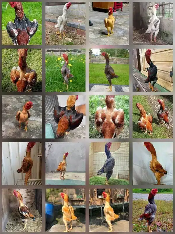 Dòng gà chọi Shamo từ Nhật Bản