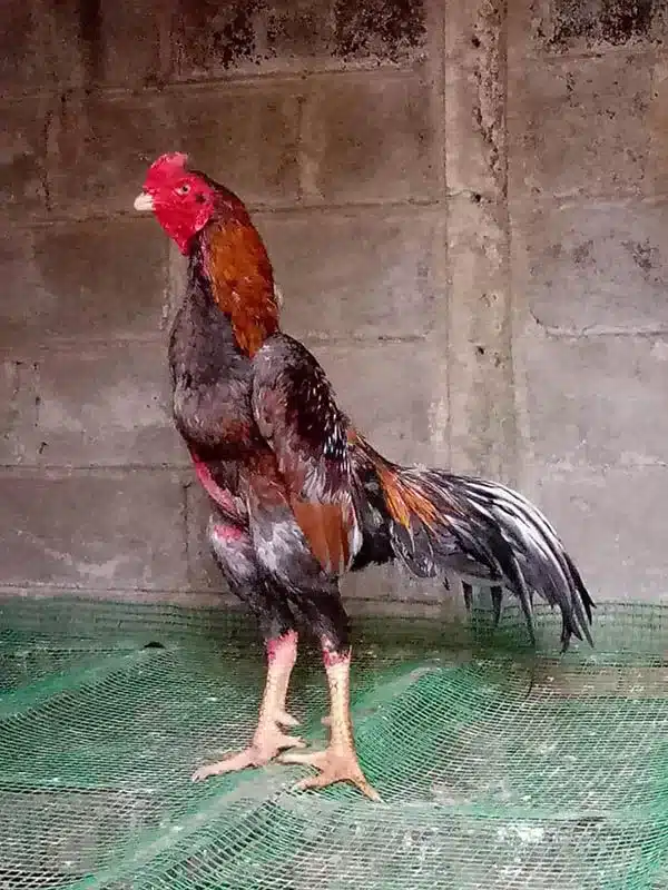 Chiến kê Shamo oai dũng