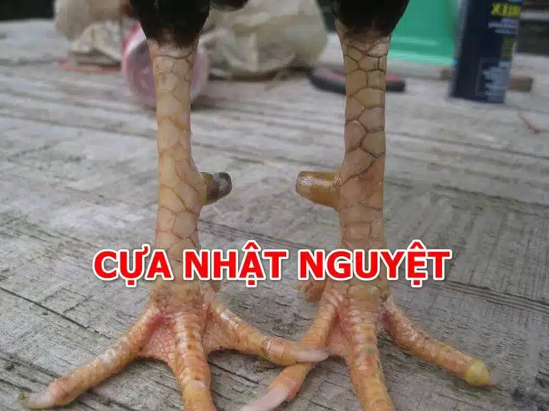 Cựa nhật nguyệt trắng đen 2 màu