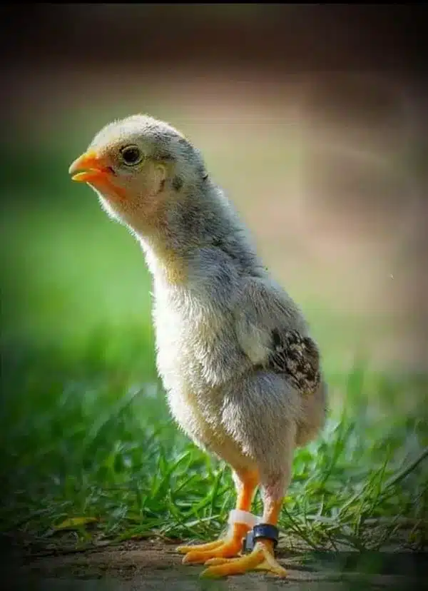 Gà chọi shamo con từ bé nhìn đã rất oách