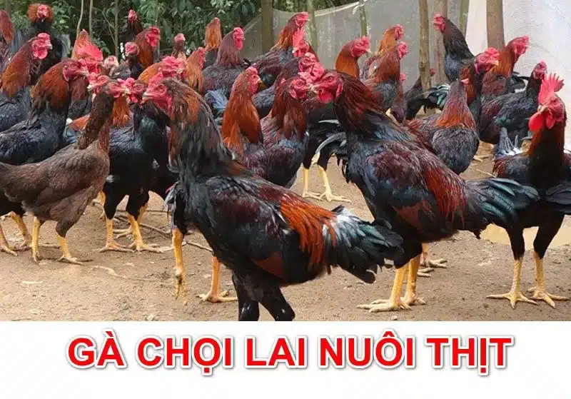 Gà chọi lai nuôi lấy thịt