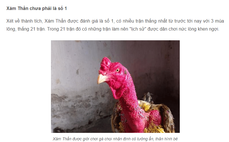 Không dễ gì tìm được chiến kê đẳng cấp như xám thần