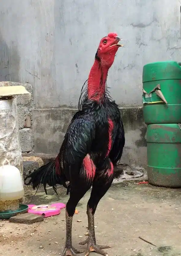 Gà đá thua có thể thịt hoặc để đạp mái