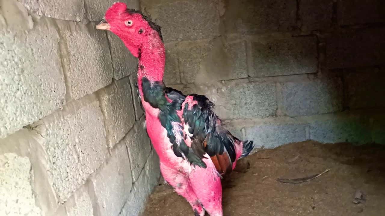 Cách Chăm Gà Chọi Lông 2 Hoàn Thiện Đầy Đủ