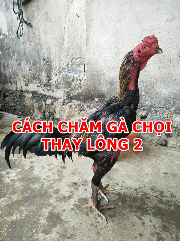 Cách Chăm Gà Chọi Lông 2 Hoàn Thiện Đầy Đủ