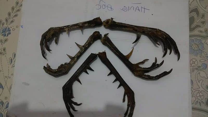 Gà 6 cựa hay còn gọi là gà lục đinh