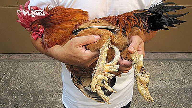 Cựa gà chọi với 6 cựa nhìn khá rõ