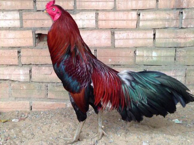 Cận cảnh gà điều đỏ