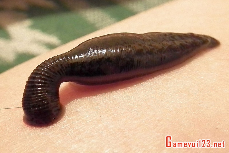 Nằm mơ thấy đỉa