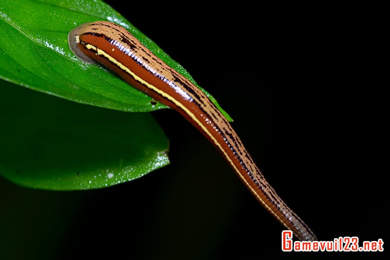 Ý nghĩa giấc mơ thấy đỉa chi tiết