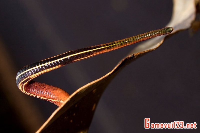 Nằm mơ thấy đỉa đánh số gì