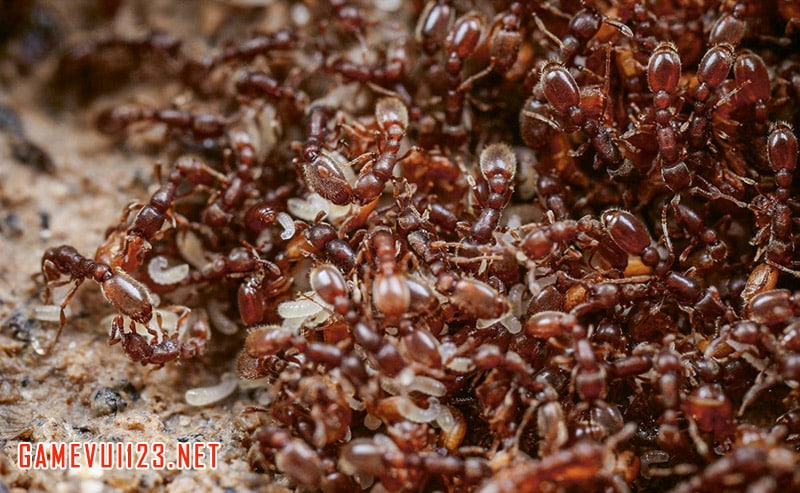 Nằm mơ thấy đàn kiến