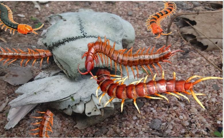 Mơ Thấy Con Rết và Những Con Số May Mắn