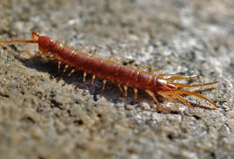 Mơ thất rết điềm gì