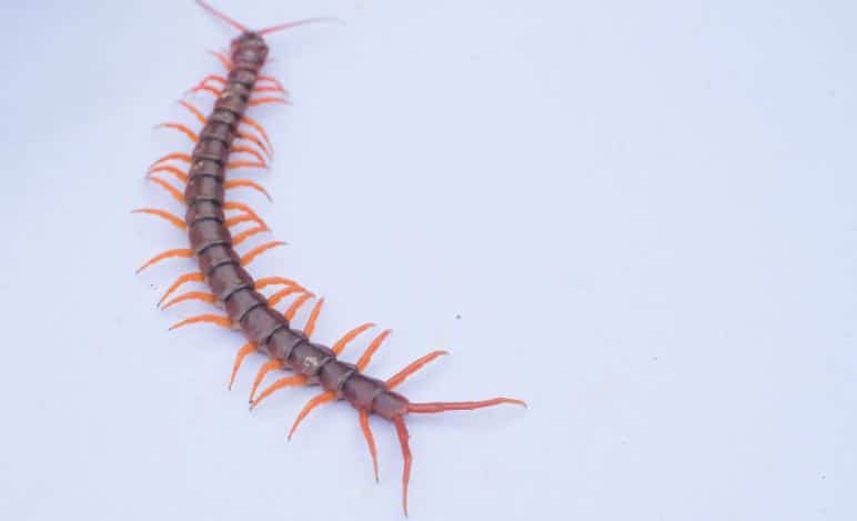 Mơ Thấy Con Rết Bò Vào Nhà