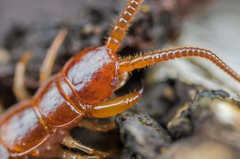 Con Rết Bò Trên Người: Bảo Vệ Bản Thân