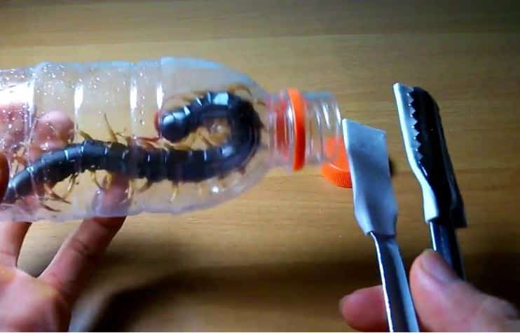 Mơ Thấy Con Rết Đã Chết: Giải Quyết Vấn Đề